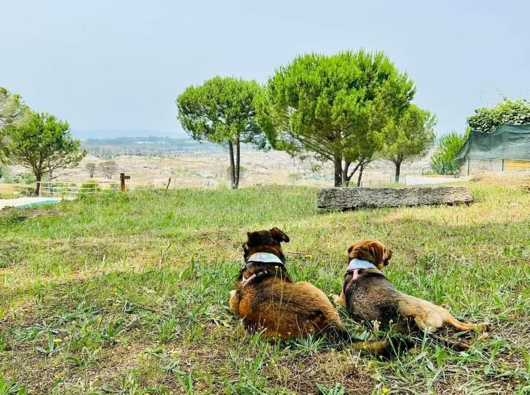 Villa D'Almeida Travancinha Dış mekan fotoğraf